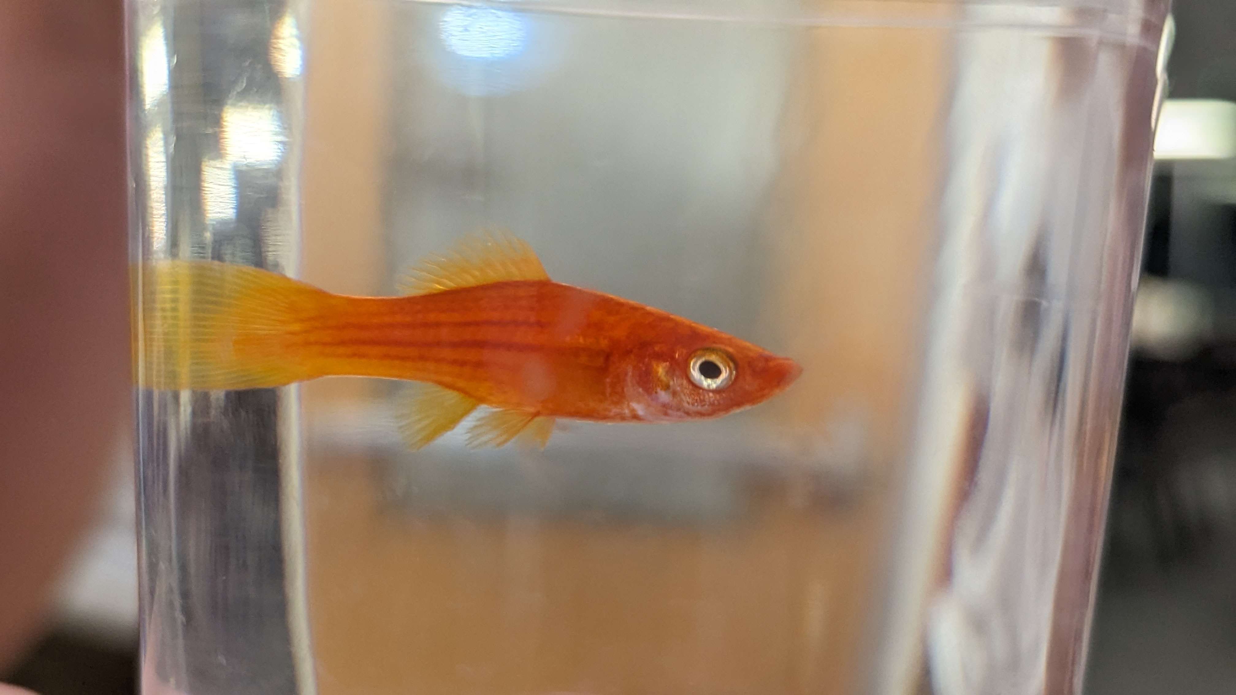Picture of an orange fish
